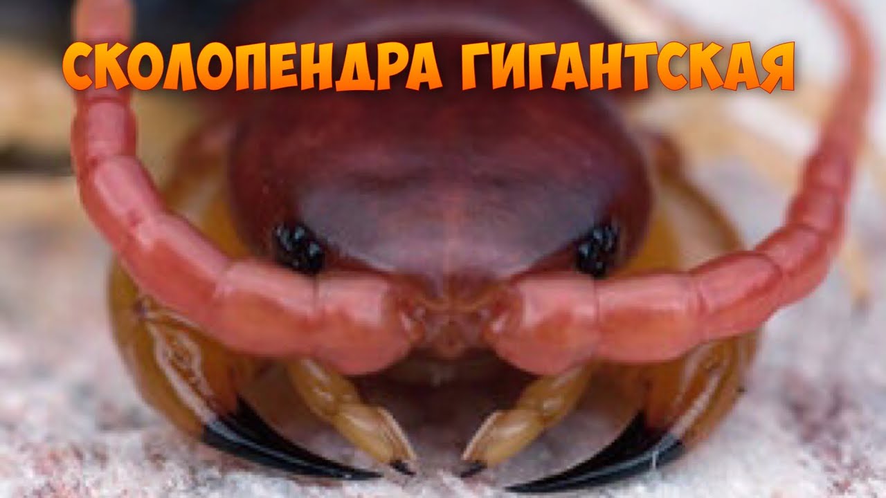 Рот сороконожки. Рот сороконожки. Сколопендра крымская ядовитая. Сколопендра гигантея. Сколопендра в тайланде.