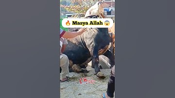 sapi jumbo jatuh 😱 #sapi #sapijumbo #qurban