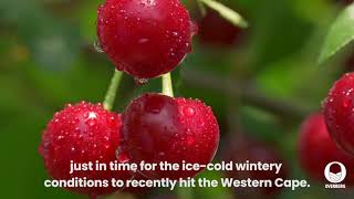 Overberg - Agri netting for cherry orchard