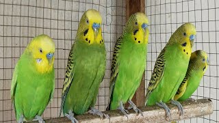 12 Hour Happy Singing & Eating Parakeet Budgies Birds, Reduce Stress of Lonely Quiet Birds