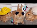 Vídeos TikTok 🐰 / Sol Rabbit