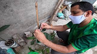 Easy Grafting Technique Mango Tree