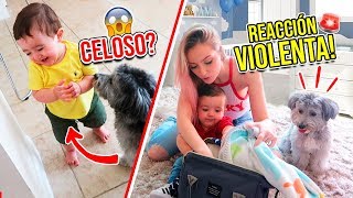 Video thumbnail of "REACCIÓN de mi PERRO a mi nuevo HIJO!! 😱 BEBE vs PERRO! ATAQUE DE CELOS?! | Katie Angel"