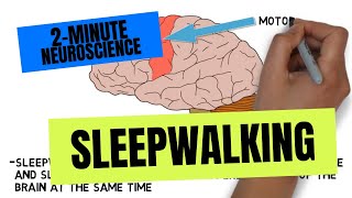 2-Minute Neuroscience: Sleepwalking by Neuroscientifically Challenged 7,690 views 6 months ago 1 minute, 59 seconds