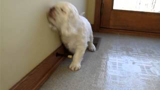 Clumber Spaniels
