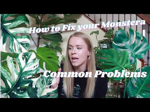 Common Monstera Problems and How to Fix Them