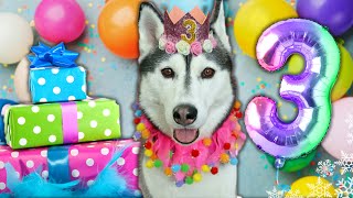 Happy Birthday Kira The Husky  3 Years Old!