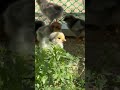 😍🐣🐣