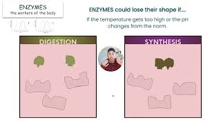 Enzymes (NYS Biology Regent Exam)