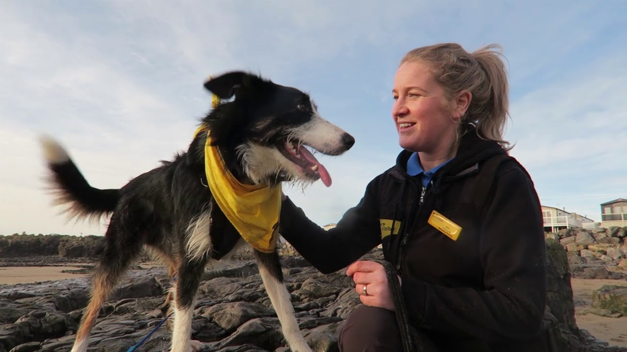 wales wisconsin Dogs Trust Bridgend - Loki