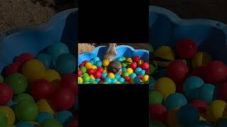 Tiny Meerkats Having Big Fun #cute #animals #wildlife #animallovers #viralvideo
