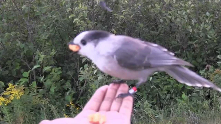 Feeding Gray Jays