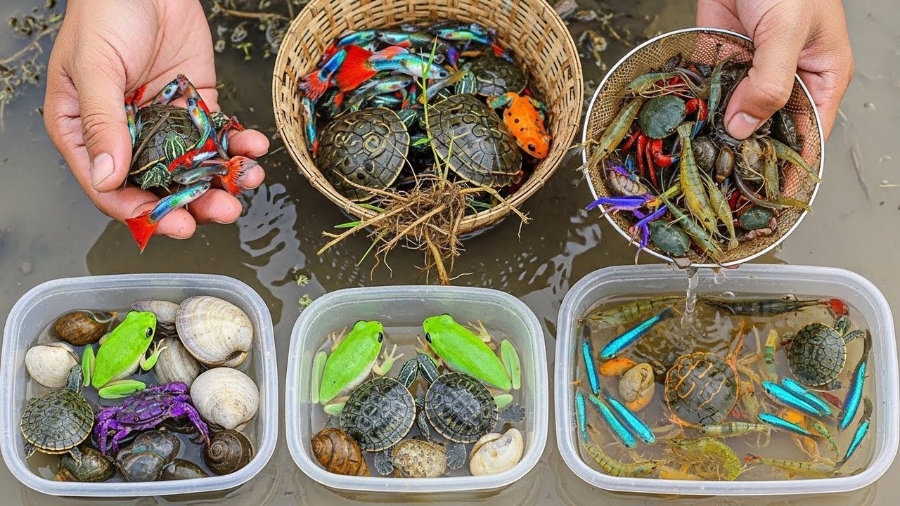 Collecting 30+ Rainbow Rice-Field Creatures | Colorful Wildlife Hidden ...
