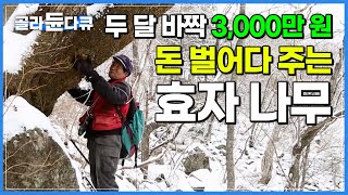 인적 없는 지리산 깊은 계곡, 그곳에 보물이 있다! 두 달 바짝 3,000만 원 돈 벌어다 주는 효자 나무의 정체┃한국기행┃#골라듄다큐