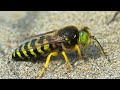 Bembix Wasp Bambix Fly Bambix Sand Wasp Sand Wasp Wasp Type Insects Wasp Wasp2 Bembix Wasp Bambix Fly Bambix Sand Wasp Sand Wasp Wasp Type Insects Wasp Wasp2