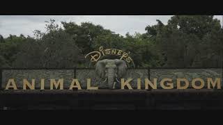 Animal Kingdom Entrance Area 3 Hour Loop by Disney Parks Loop Music 42,486 views 3 years ago 3 hours, 11 minutes