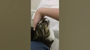 Diana Meowing 2 