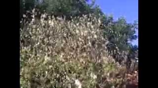 How to Prune Frost Damaged Large Shrubs