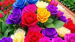 Haider Ali #लाइव है#