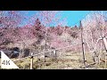 4k going to mt azumayasan in chichibu to see spring flowers