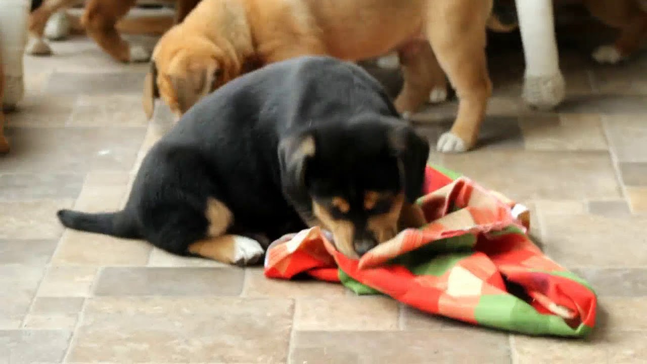 Shiba Inu Mix Puppies For Sale Marie Zimmerman Youtube