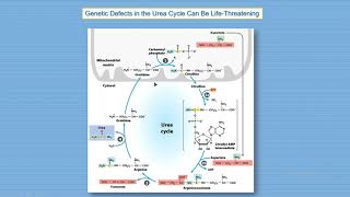 Urea cycle regulation