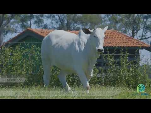 LOTE 33   DONDOCA FIV AGUIA   MAAN 36