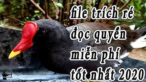 Bẫy chim trích ré file tiếng trích ré mồi chuẩn đọc quyền bẫy loa bẫy mồi giả tốt nhất 2020