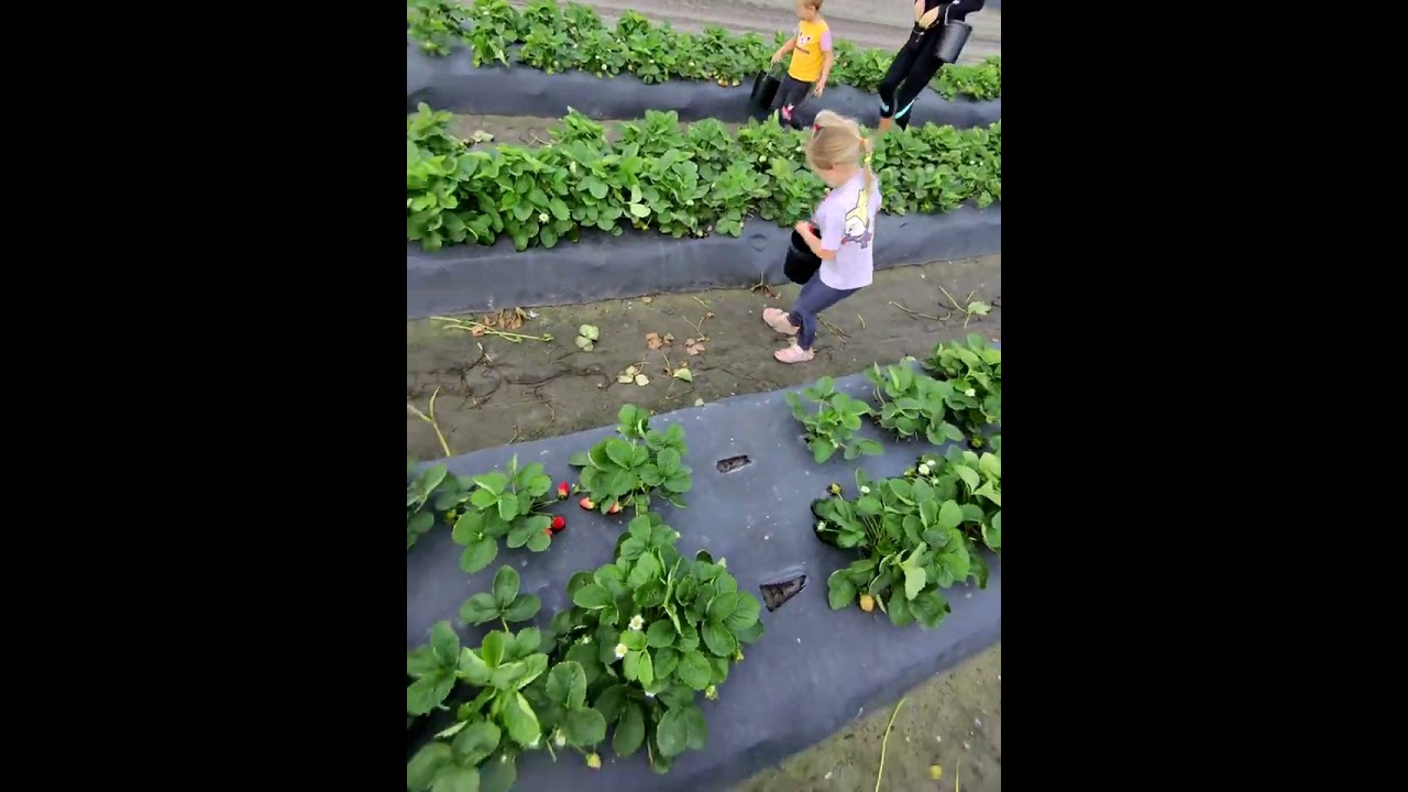 Kids harvesting berries from the garden