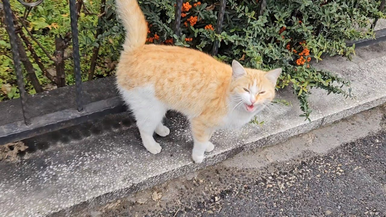 Cute Meowing Stray Cat is Hungrier Than I Expected YouTube