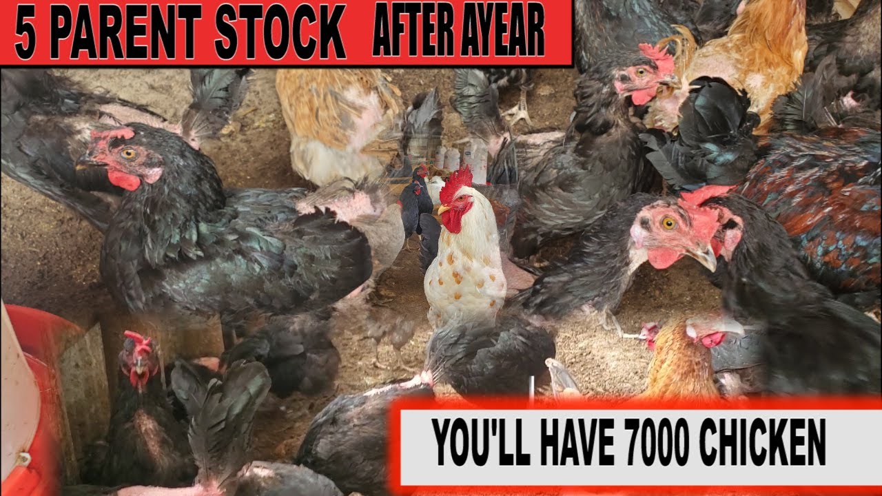 START WITH 5 PARENT STOCK AND HAVE 7000 BIRDS  A YEAR - DR. ISA LUIGARE