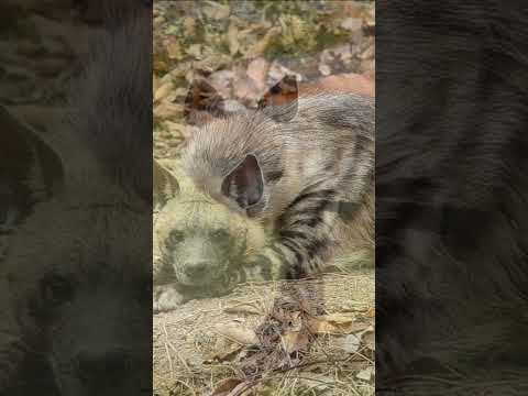 Video: Dubuk belang (Hyaena hyaena): perihalan, habitat. dunia hyena
