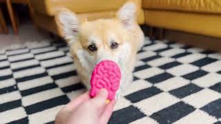 Super Chewer: The Tough Toy Box Approved By Maxine The Toy Monster