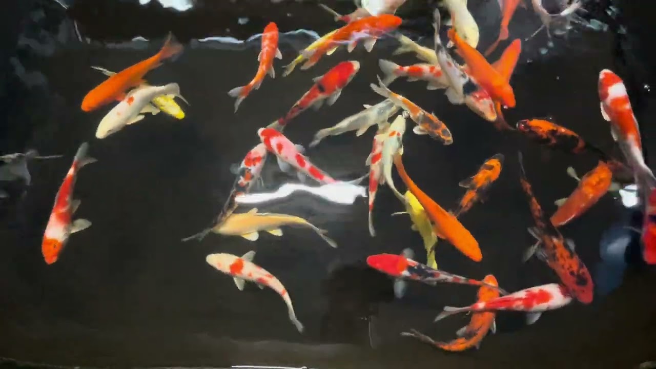 山口県防府市【㈲渡辺養魚場】