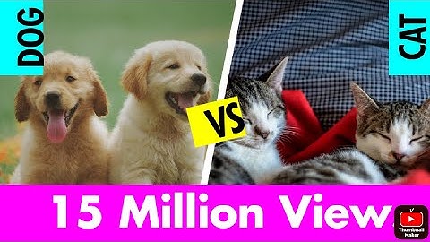 Diana and Roma take care off the Kitten Cute Cate and Roma House playing 🐈 🐱 in funny videos