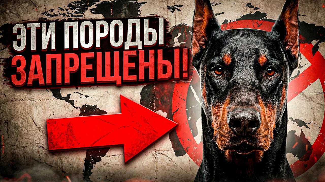 Собаки-изгои: Породы, которые официально признаны монстрами.