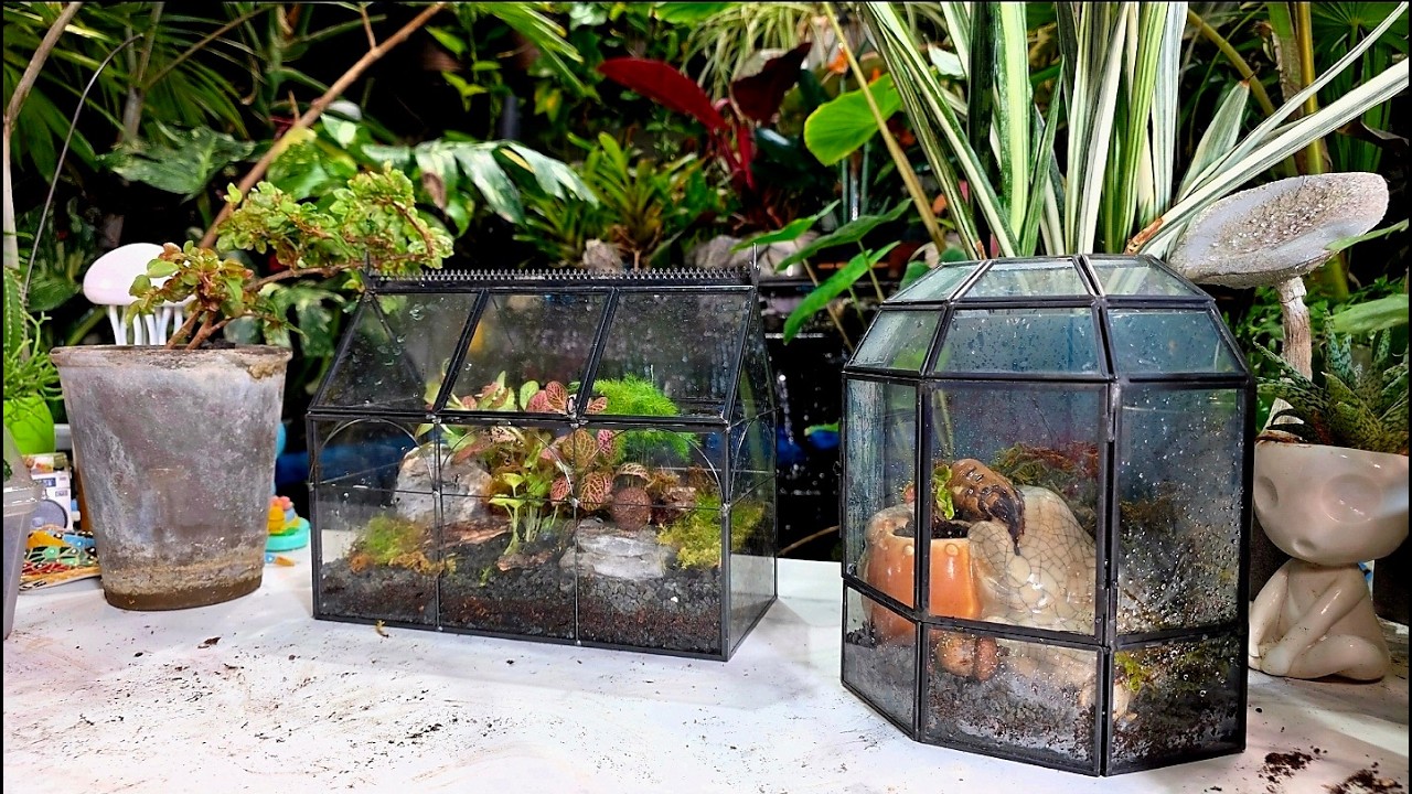 Mini Greenhouse Terrariums