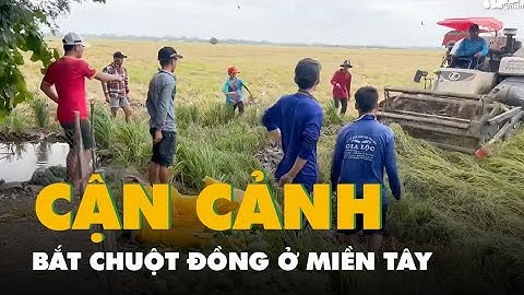 Cận cảnh bắt chuột đồng mùa gặt lúa ở miền Tây