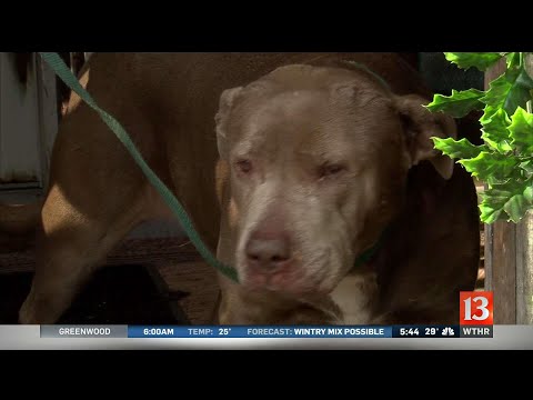 Videó: Pet Scoop: Rescue Dogs mentse a családot a tűzből, a tűzoltókról ingyenes kutya 6 hüvelykes szakadékból