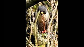 PEREGRINE FALCON Eating REDSHANK Intestine.