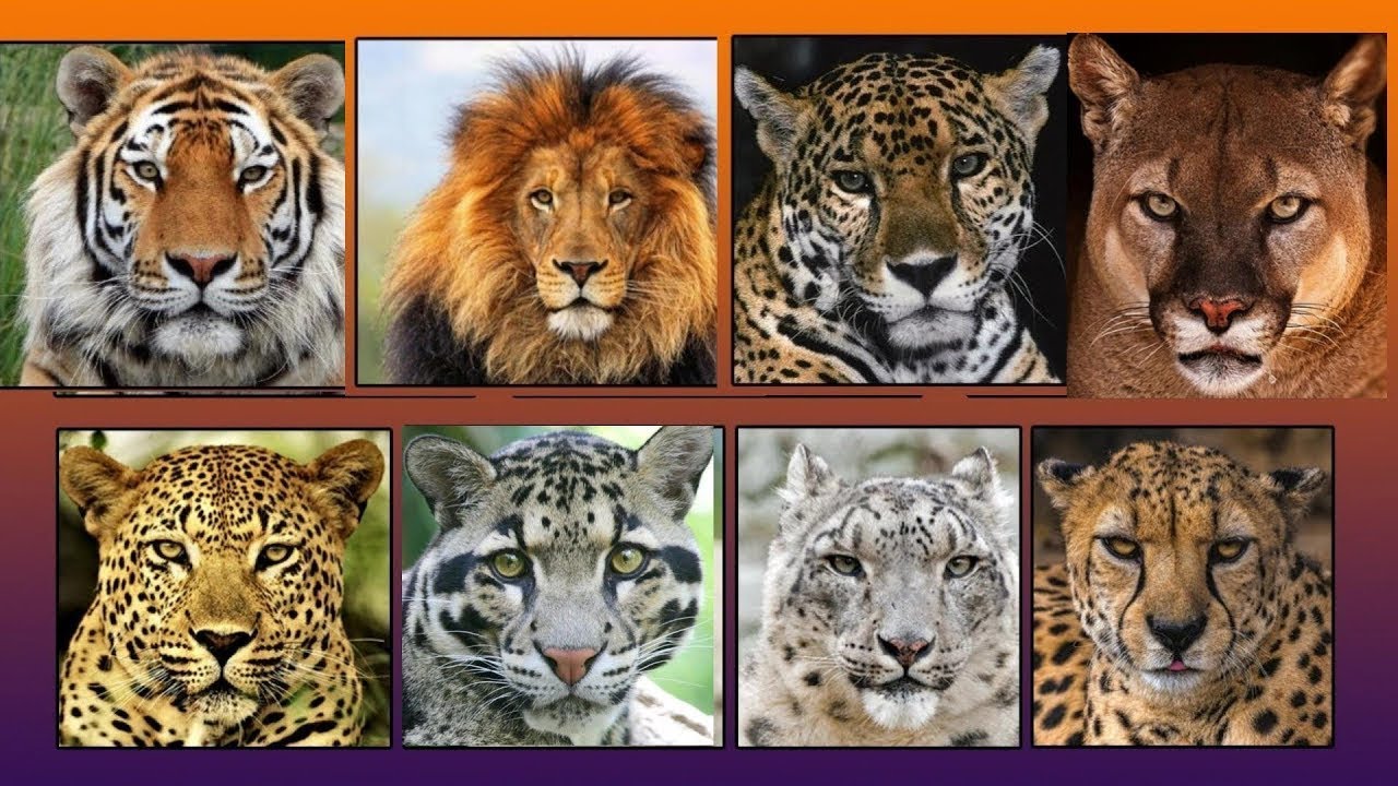 Top 10 Wild cats of the World Cats Tigers Lions Cheetahs