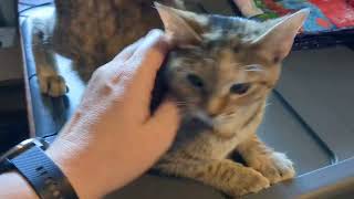 Auslander loves pets and attention!