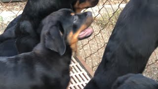 Chó rottweiler 9 ký giá 3 tr rưỡi 1 con tại thành phố Long Khánh Đồng Nai . 0982481471 . Nguyễn côi