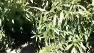 Never Cry Wolf Movie Trailer