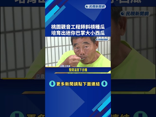 桃園觀音工程師斜槓種瓜 培育出迷你巴掌大小西瓜－民視新聞