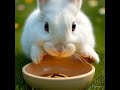 THE AMAZING RABBIT STORY #vairalvideo #cuteanimals #MR.ZAMI1-1