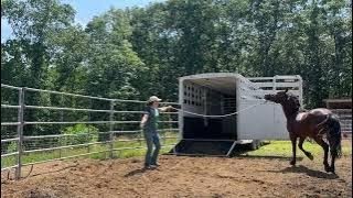 Training a semi-WILD Horse to Load and Unload into a Trailer