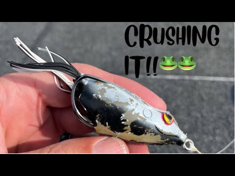 WHY THIS NEVER GETS OLD!! #topwater #bass #fishing