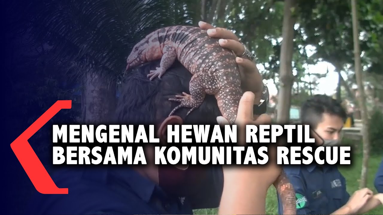 Mengenal Hewan  Reptil  YouTube