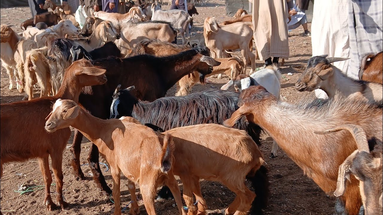 السوق جمعة المعدن تاريخ اليوم 18\7\2025 #cat #اكسبلور #تيك_توك